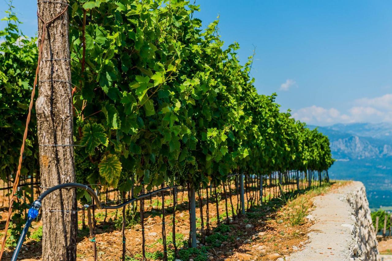 Eco Winery Lipovac Apartments Cetinje Exterior foto